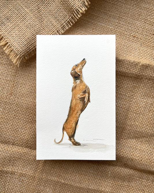 'What's Up There?' Dachshund Illustration